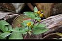 天文草-花11.JPG