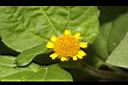 天文草-花15.JPG