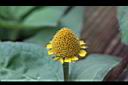天文草-花19.JPG