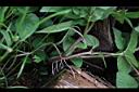 天文草-莖根00.JPG