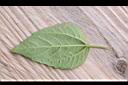 天文草-葉背03.JPG
