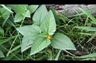 天文草-花03.JPG