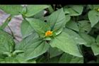 天文草-花05.JPG