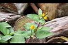 天文草-花12.JPG