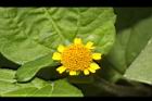 天文草-花14.JPG