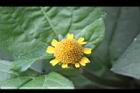 天文草-花16.JPG