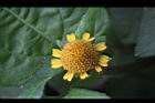 天文草-花18.JPG