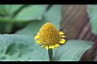 天文草-花20.JPG