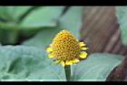 天文草-花21.JPG