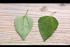 天文草-葉03.JPG