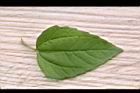 天文草-葉正03.JPG