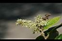 天料木-花13.JPG