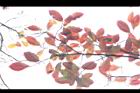 天料木-紅葉04-.JPG