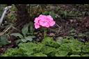 天竺葵-花05.jpg