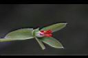 天竺葵-花蕊0.jpg