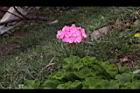 天竺葵-花00.jpg