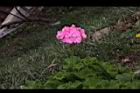 天竺葵-花01.jpg