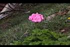 天竺葵-花02.jpg