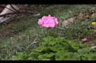 天竺葵-花03.jpg