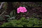 天竺葵-花06.jpg