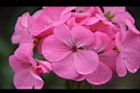 天竺葵-花18.jpg