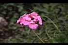 天竺葵-花20.jpg