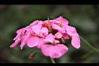 天竺葵-花21.jpg