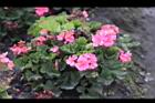 天竺葵-花28.jpg