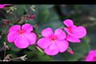 天竺葵-花33.jpg
