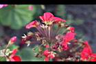 天竺葵-花34.jpg