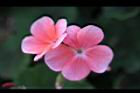 天竺葵-花35.jpg
