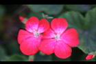 天竺葵-花38.jpg