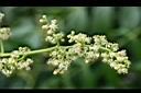 太平洋溫桲-花0.jpg