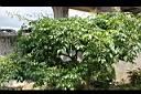 太平洋溫桲1.jpg