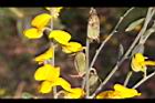 太陽麻-花20.jpg