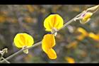 太陽麻-花23.jpg