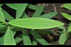 太陽麻-葉正00.JPG
