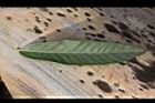 太陽麻-葉正07.jpg