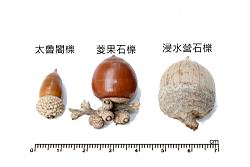 太魯閣櫟-實13.JPG