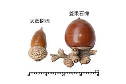 太魯閣櫟-實19.JPG