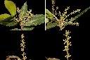 太魯閣櫟-花1.jpg