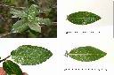 太魯閣櫟-葉1.jpg
