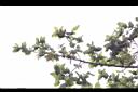 太魯閣櫟04.JPG