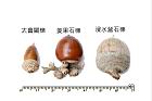 太魯閣櫟-實14.JPG