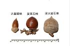 太魯閣櫟-實16.JPG