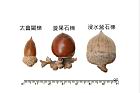 太魯閣櫟-實18.JPG