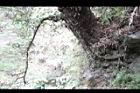 太魯閣櫟-莖04.JPG