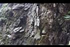 太魯閣櫟-莖10.JPG