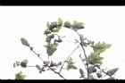 太魯閣櫟08.JPG