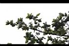 太魯閣櫟09.JPG